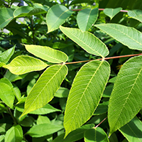 Close up of butternut leaves