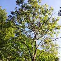 Image of a butternut tree