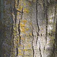 Close up of largetooth aspen bark