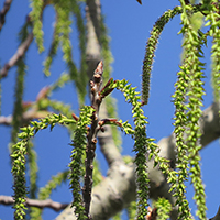 Close up of largetooth aspen flowers (catkins)