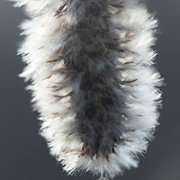 Close up of largetooth aspen seeds