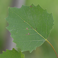 Close up of largetooth aspen leaf