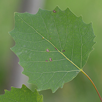 Vue rapprochée des feuilles du peuplier à grandes dents