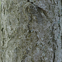 Close up of Ohio buckeye bark