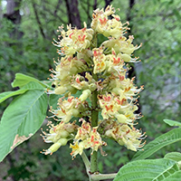 Vue rapprochée des fleurs du marronnier glabre