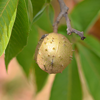 Vue rapprochée du fruit du marronnier glabre