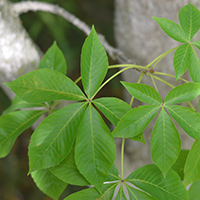 Vue rapprochée des feuilles du marronnier glabre