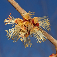Close up of silver maple flowers