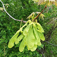 Close up of silver maple seeds/keys