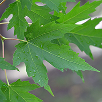 Vue rapprochée des feuilles de l’érable argenté