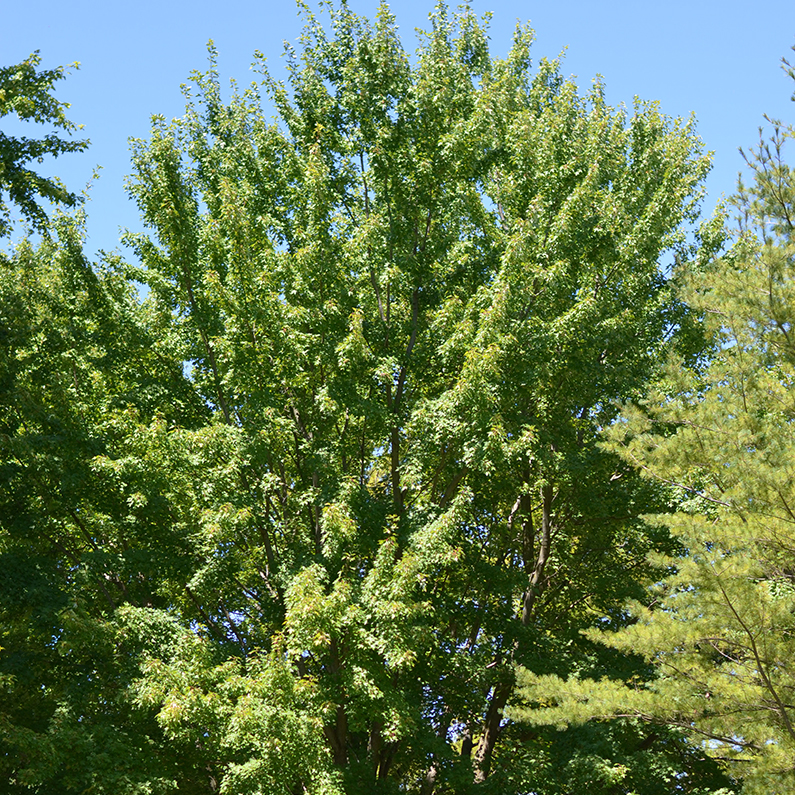 Image of silver maple tree