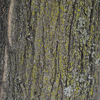 Close up of sugar maple bark