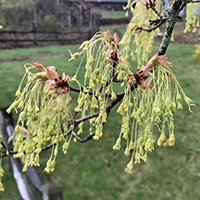 Close up of sugar maple flowers