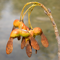 Close up of sugar maple keys and seeds