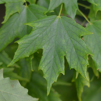 Vue rapprochée des feuilles de l’érable à sucre