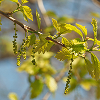 Close up of swamp white oak flowers