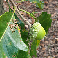 Close up of swamp white oak fruit and acorns