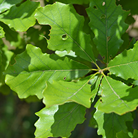 Vue rapprochée des feuilles du chêne bicolore