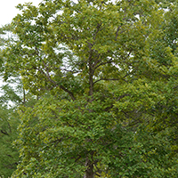 Photo d’un chêne bicolore