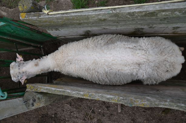Overhead view of a very thin ewe with a body condition score of 1.