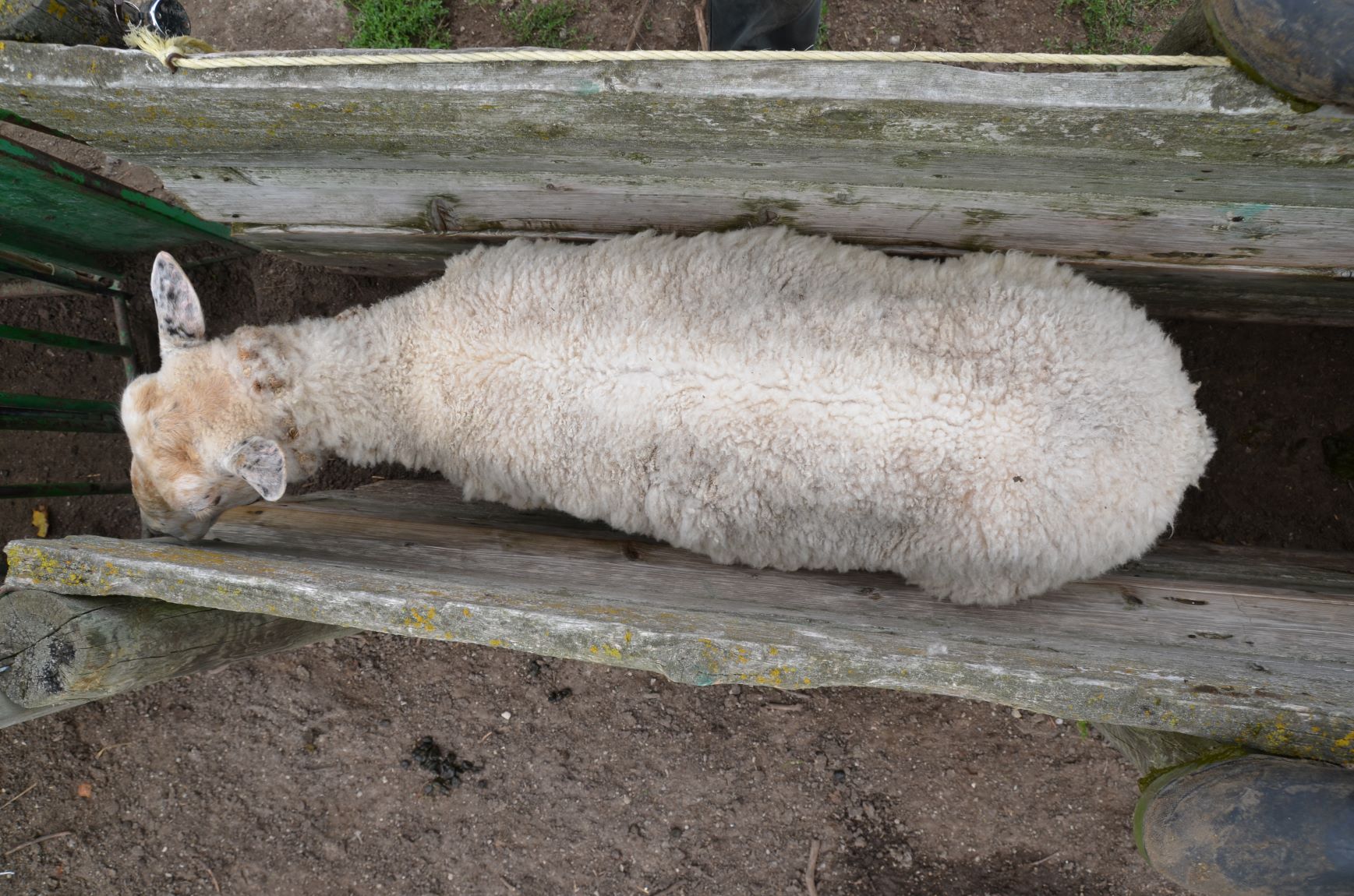 Overhead view of a sheep with a body condition score of 2.