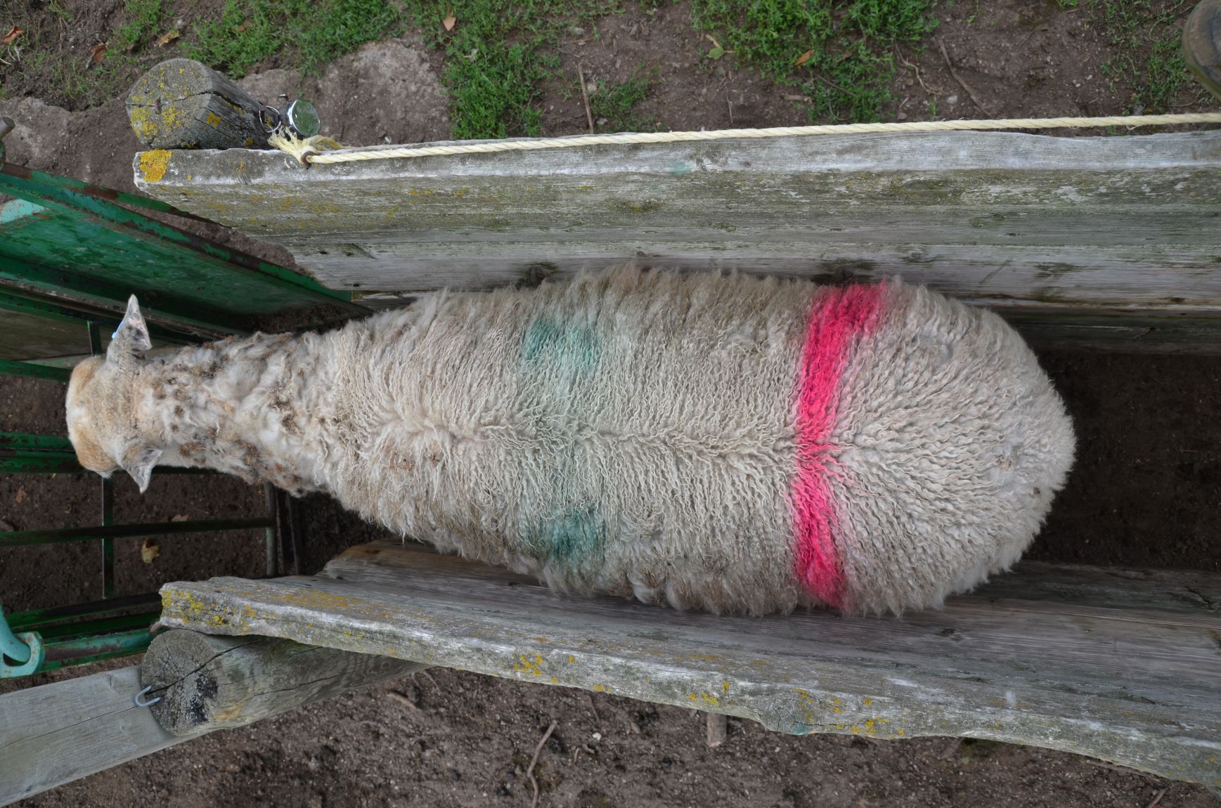 Vue en plongée d’une brebis présentant un indice d’état corporel de 3 et un bon équilibre entre la couche de gras et l’épaisseur de muscle.