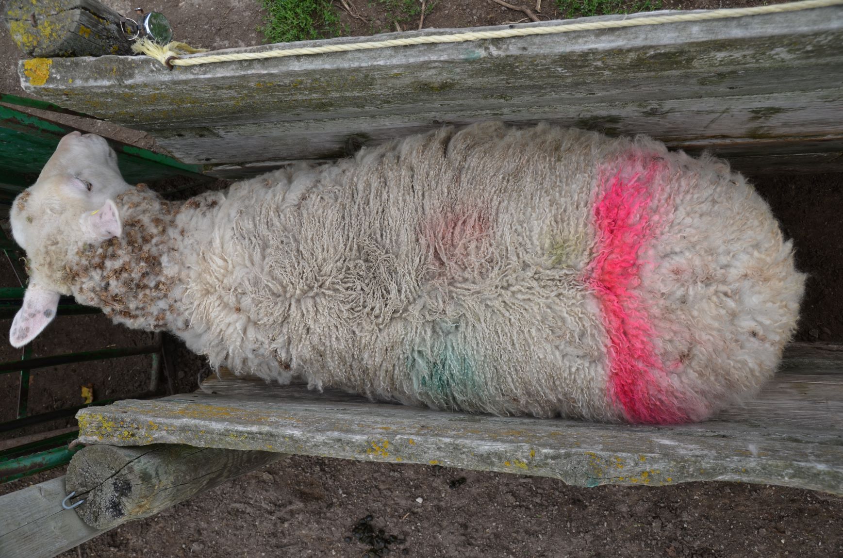 Overhead view of a slightly fat ewe with a body condition score of 4.