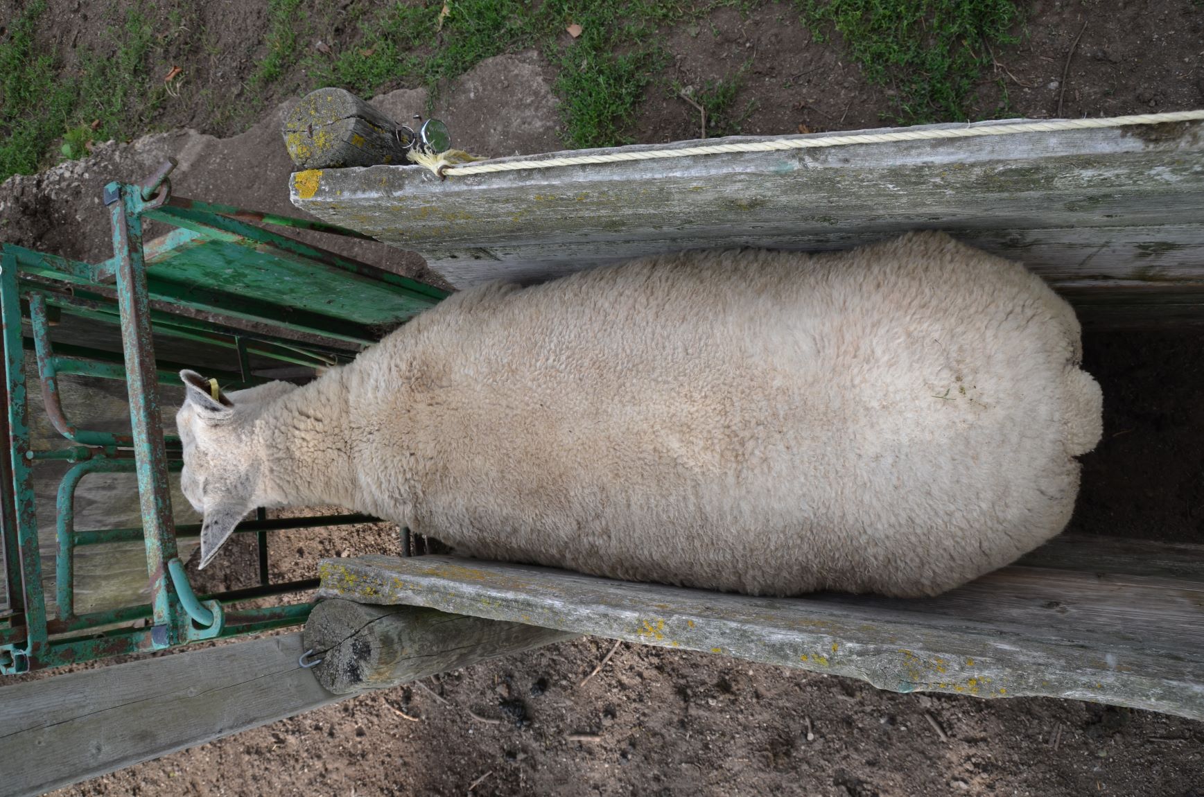Overhead view of a very fat ewe with a body condition score