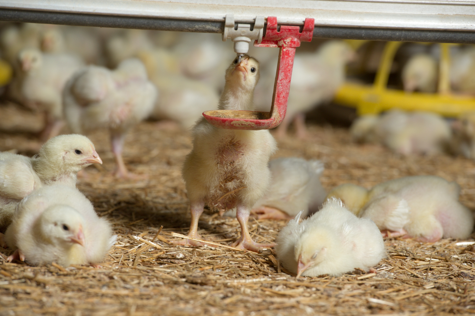 Chick drinking from overhead nipple with a cup under the nipple to prevent spillage of water.