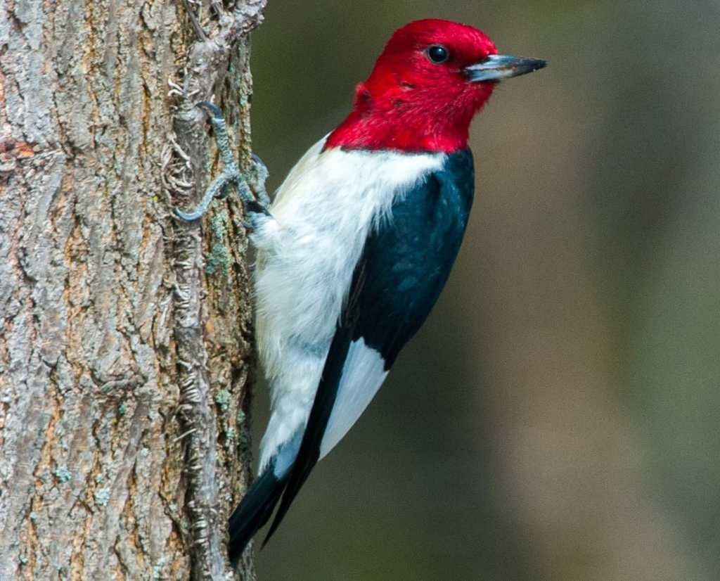 Pic à tête rouge