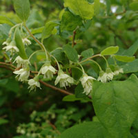 A photograph of a Deerberry