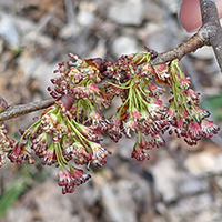 Vue rapprochée des fleurs de l’orme d’Amérique