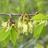 Vue rapprochée des fruits (graines) de l’orme d’Amérique