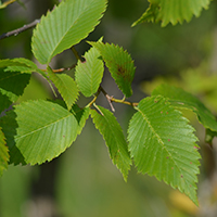 Close up of American elm leaves