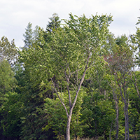 Image of a American elm tree