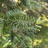 Close up of balsam fir needles