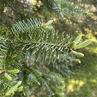 Vue rapprochée des aiguilles du sapin baumier