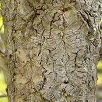 Close up of balsam poplar bark