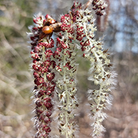 Close up of balsam poplar flower (catkins)