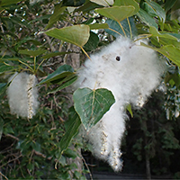 Close up of balsam poplar fruit/seeds