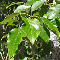 Vue rapprochée des feuilles du peuplier baumier