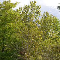 Image of a balsam poplar tree