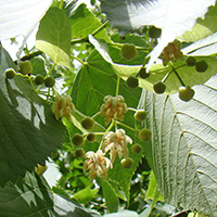 Vue rapprochée des fleurs du tilleul d’Amérique