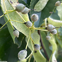 Vue rapprochée des fruits du tilleul d’Amérique