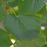 Close up of basswood leaves