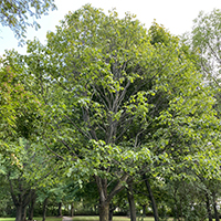 Image of a basswood tree