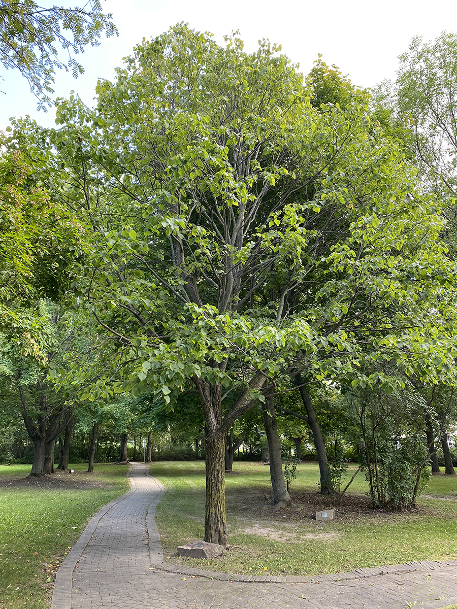 Tilleul d'Amérique - Tilia americana - Le Jardin du Pic Vert