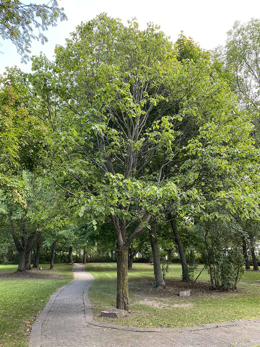 Tilleul d'Amérique  Le site officiel du Mont-Royal