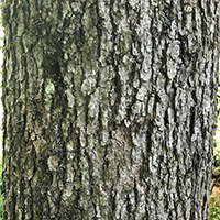 Close up of black ash bark