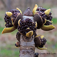 Close up of black ash flowers